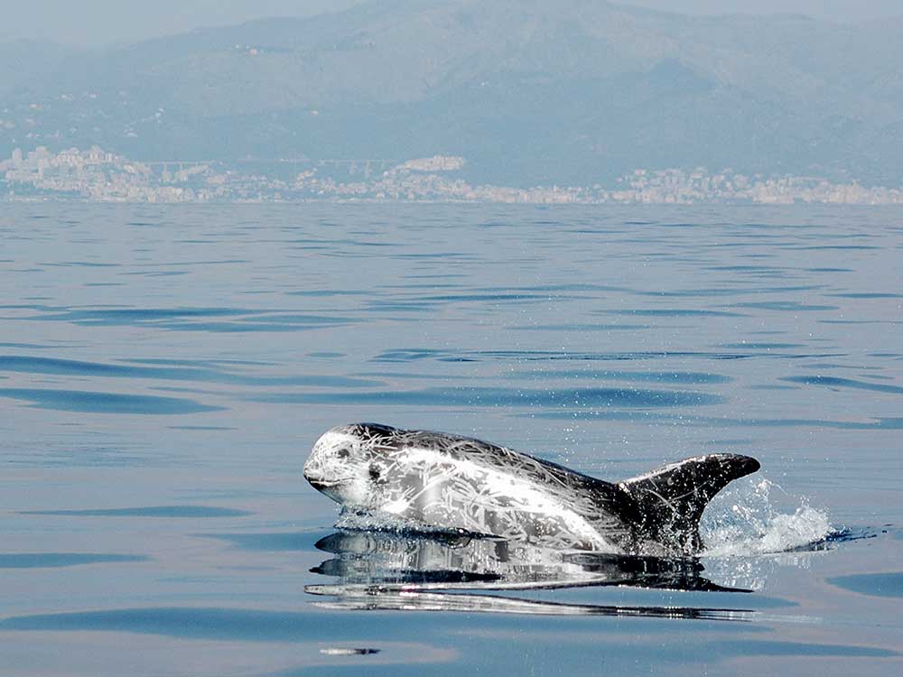 Il delfino di Risso al largo della costa di Genova