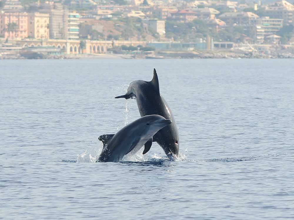 Image adult bottlenose dolphins