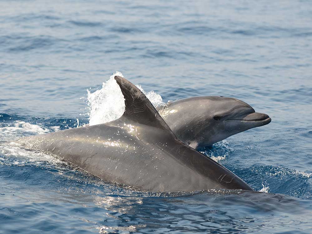 A pair of bottlenose dolphins